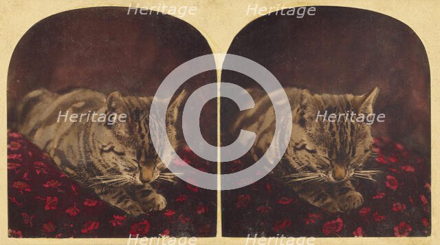 Cat sleeping on pillow, about 1865. Creator: Unknown.