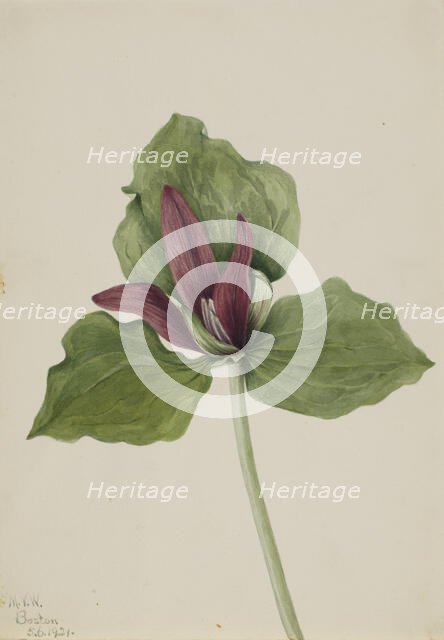 Giant Trillium (Trillium chloropetalum), 1921. Creator: Mary Vaux Walcott.