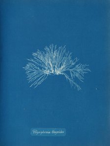 Polysiphonia thuyoides, ca. 1853. Creator: Anna Atkins.