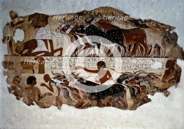Inspection of cattle. Fresco from the tomb of Nebamun at Thebes.