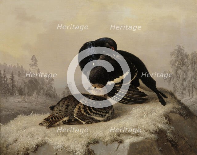 Black Grouse, Cock and Hen, 1869. Creator: Ferdinand von Wright.