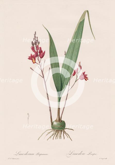 Les Liliacées: Limodorum purpureum, 1802-1816. Creator: Henry Joseph Redouté (French, 1766-1853).