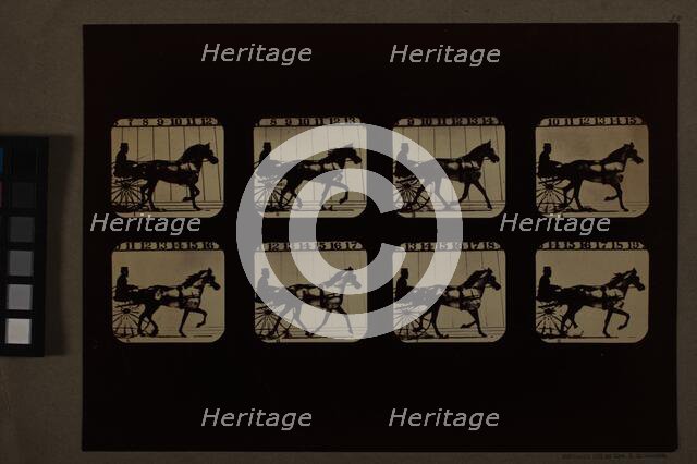 Animal Locomotion (Man In Horse-Drawn Cart), Printed 1881. Creator: Eadweard J Muybridge.