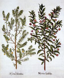 Myrtle Varieties, from 'Hortus Eystettensis', by Basil Besler (1561-1629), pub. 1613 (hand-coloured 