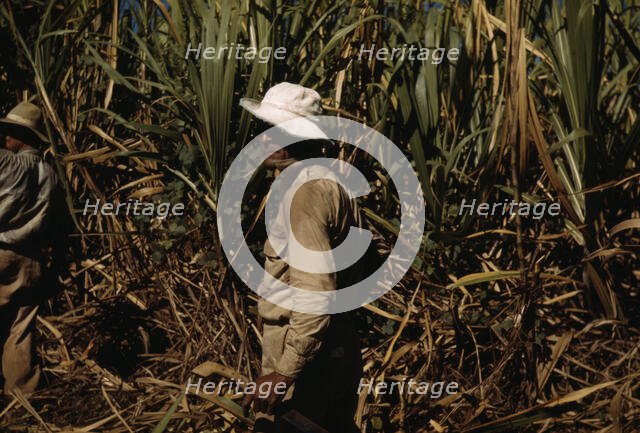 FSA borrower and participant in the sugar cane cooperative, Rio Piedras, Puerto Rico, 1941. Creator: Jack Delano.