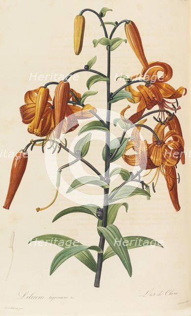 Les liliacées, 1804-1815. Creator: Redouté, Pierre-Joseph (1759-1840).