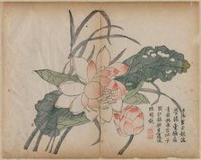 Flowering Lotus and Bud, 18th Century. Creator: Unknown.