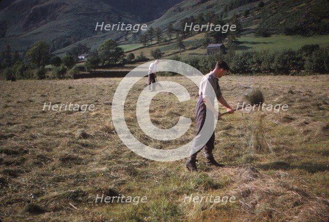 Turning hay by hand, farmer in Longdale Valley,  Lake District, c1960. Artist: CM Dixon.