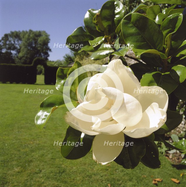 White camelia, Down House, Downe, London, 1998. Artist: J Bailey