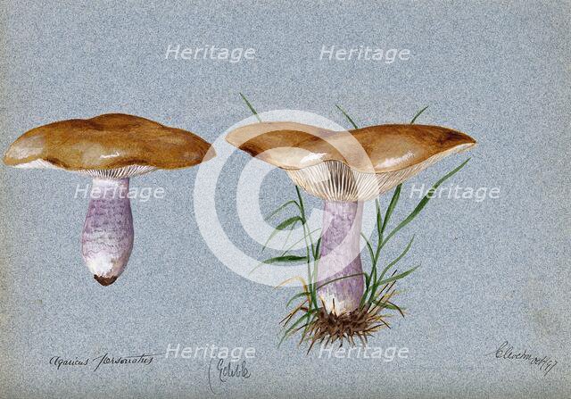 Blewit fungus (Lepista saeva): two fruiting bodies, 1897. Creator: Unknown.