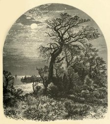 'Point of Cape Ann, from Cedar Avenue, Pigeon Cove', 1874.  Creator: J. C. S..