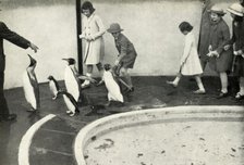 'At the London Zoo - at the Penguin Pool', 1939, (1947).  Creator: Unknown.