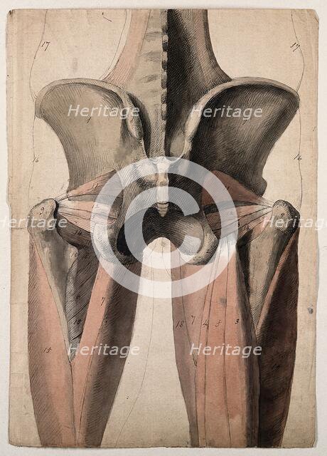 The muscles and bones of the pelvis and thighs, 1815. Creator: Charles Landseer.