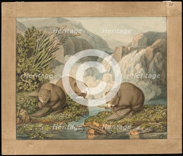Three Beavers Building a Dam, c. 1800. Creator: Johann Heinrich Wilhelm Tischbein.