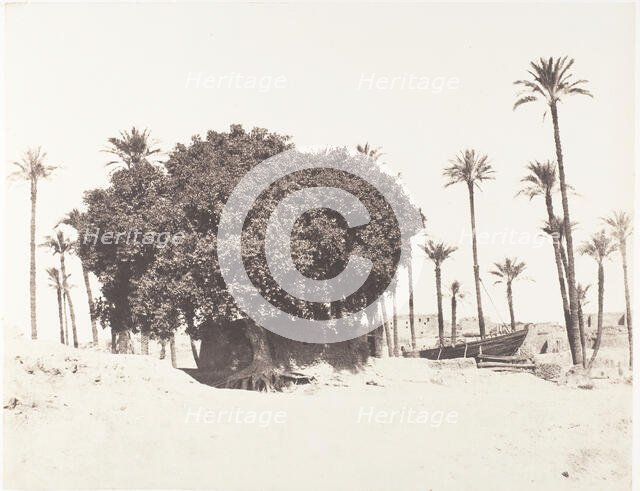 Esneh, Dattiers, Sycomore et Café Sur le Bord du Nil, 1851-52, printed 1853-54. Creator: Félix Teynard.