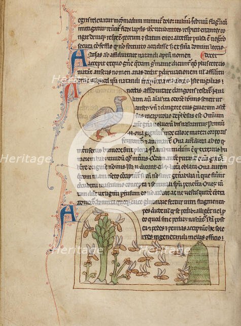 A Duck; Bees, Northumberland Bestiary, about 1250-1260. Creator: Unknown.