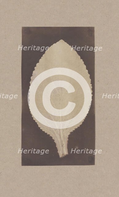 Leaf of the Foxglove, 1839. Creator: Unknown.