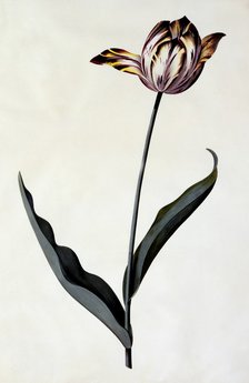 Tulip, c. 1745 (hand coloured engraving). Creator: "Georg Dionysius Ehret (1710 - 70); Ehret, Georg Dionysius (1710-1770)".
