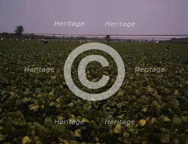 Day laborers picking string beans among the poles..., Seabrook Farms, Bridgeton, N.J., 1942. Creator: John Collier.