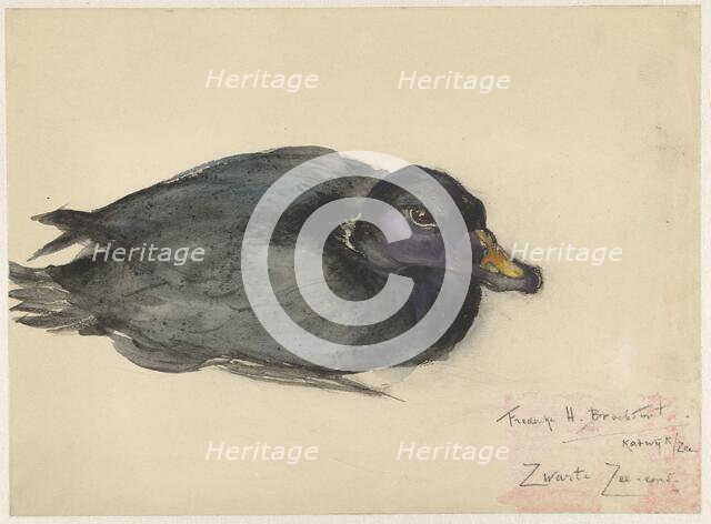 Black scoter, 1885-1931. Creator: Frederika Henriëtte Broeksmit.