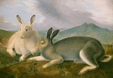 Arctic Hare, c. 1841. Creator: John James Audubon.
