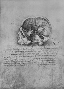 'Anatomical Drawing of a Skull to the Left', c1480 (1945). Artist: Leonardo da Vinci.
