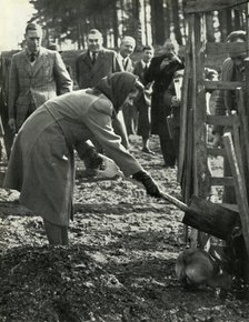 'Planting A Red Oak', 3 March 1945, (1947).  Creator: Unknown.