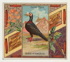 Carrier Pigeon, from the Birds of America series (N37) for Allen & Ginter Cigarettes, 1888. Creator: Allen & Ginter.