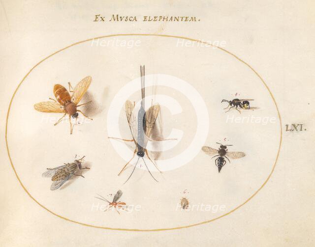 Plate 61: Seven Insects, Including a Small Striped Beetle, c. 1575/1580. Creator: Joris Hoefnagel.