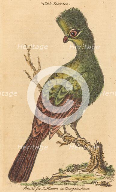 The Turaco Bird. Creator: Unknown.