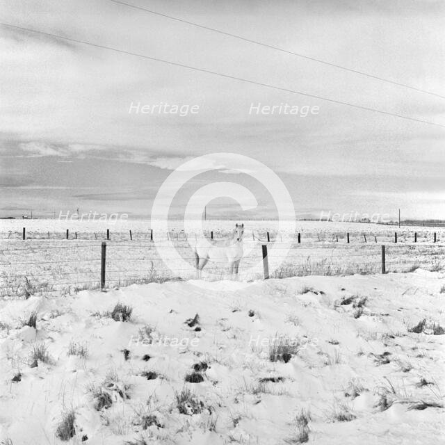 White Horse, Wyoming. Creator: Tom Artin.