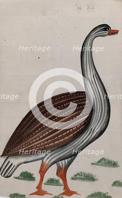 A goose. Creator: Unknown.