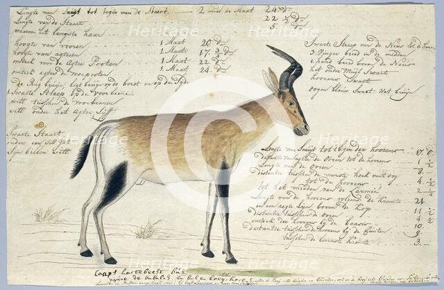 Lcelaphus buselaphus caama (Hartebeest), 1777-1786. Creator: Robert Jacob Gordon.