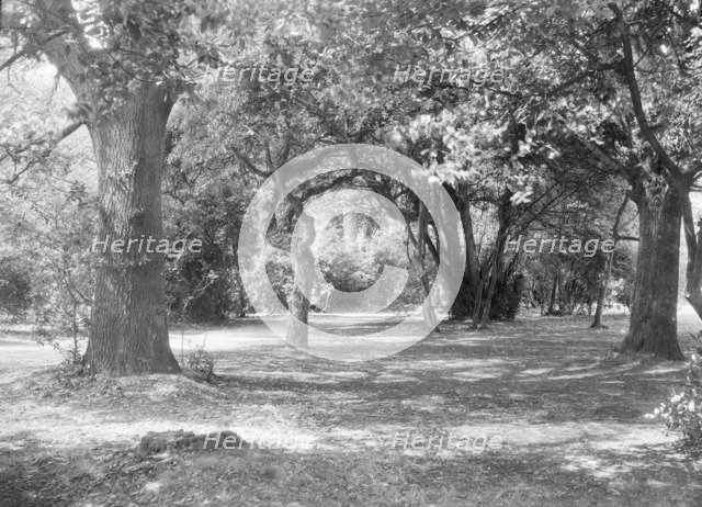 Landscape with trees, c1935. Creator: Kirk & Sons of Cowes.