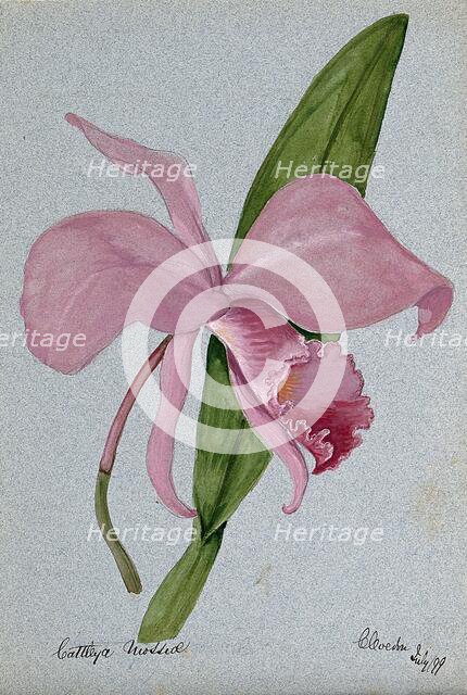 An orchid (Cattleya mossiae): flower and leaf, 1899. Creator: Unknown.