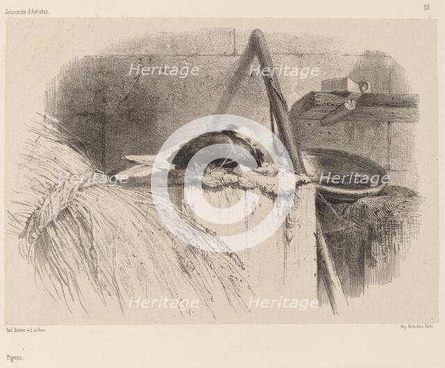 Pigeon. Creator: Karl Bodmer.