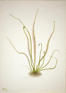 Thread Leaf Sundew (Drosera rotundifolia), 1933. Creator: Mary Vaux Walcott.