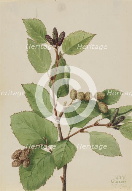 Western Green Alder (Alnus sinuata), 1922. Creator: Mary Vaux Walcott.