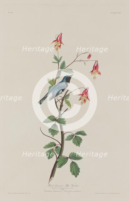 Black-throated Blue Warbler, 1832. Creator: Robert Havell.