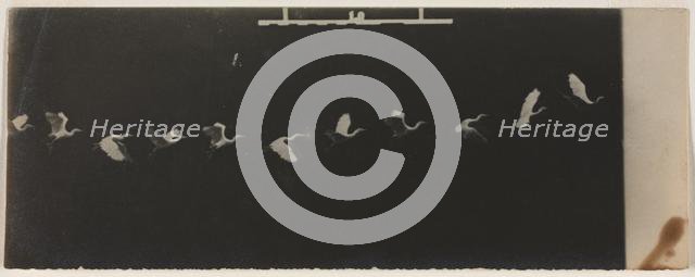 Chronophotograph of a Flying Heron. Creator: Étienne-Jules Marey (French, 1830-1904).
