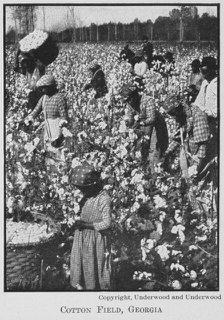 Cotton field, Georgia, 1911. Creator: Unknown.
