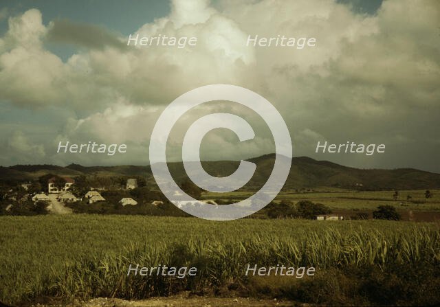 Sugar cane country, the Virgin Islands, 1941. Creator: Jack Delano.