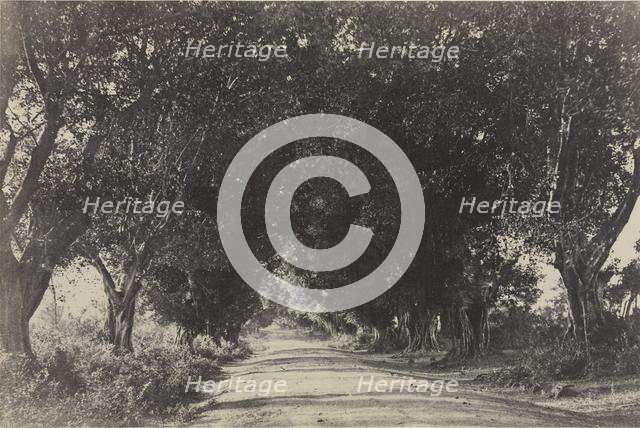 Avenue of the Banian Trees, Seringham, India, 1858. Creator: Captain Linnaeus Tripe (British, 1822-1902); Madras Presidency.