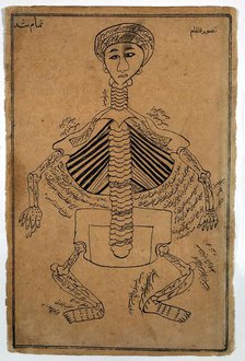 Bones of the human body, (between 1800 and 1899?). Creator: Unknown.