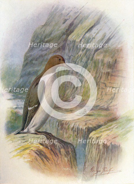 'Guillemot - U'ria troi'le', c1910, (1910). Artist: George James Rankin.