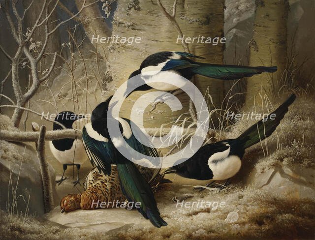 Magpies round a Dead Female Capercaillie, 1867. Creator: Ferdinand von Wright.
