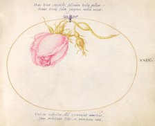 Plate 29: Pink Rose and Rosebud, c. 1575/1580. Creator: Joris Hoefnagel.