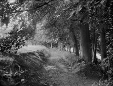 Tree-lined path in the gardens of West Ilsley House, Berkshire, c1860-c1922. Artist: Henry Taunt.