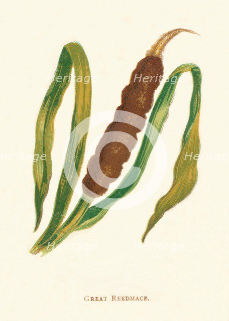 'Great Reedmace', c1891, (1891). Artist: Anne Pratt.