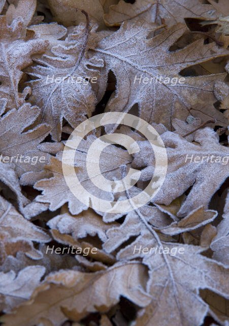 Audley End, Audley Park, Saffron Walden, Uttlesford, Essex, 2008. Creator: Patricia Payne.